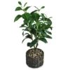 Magnolia Plant, (20”) -Finest Furniture Store 810498399