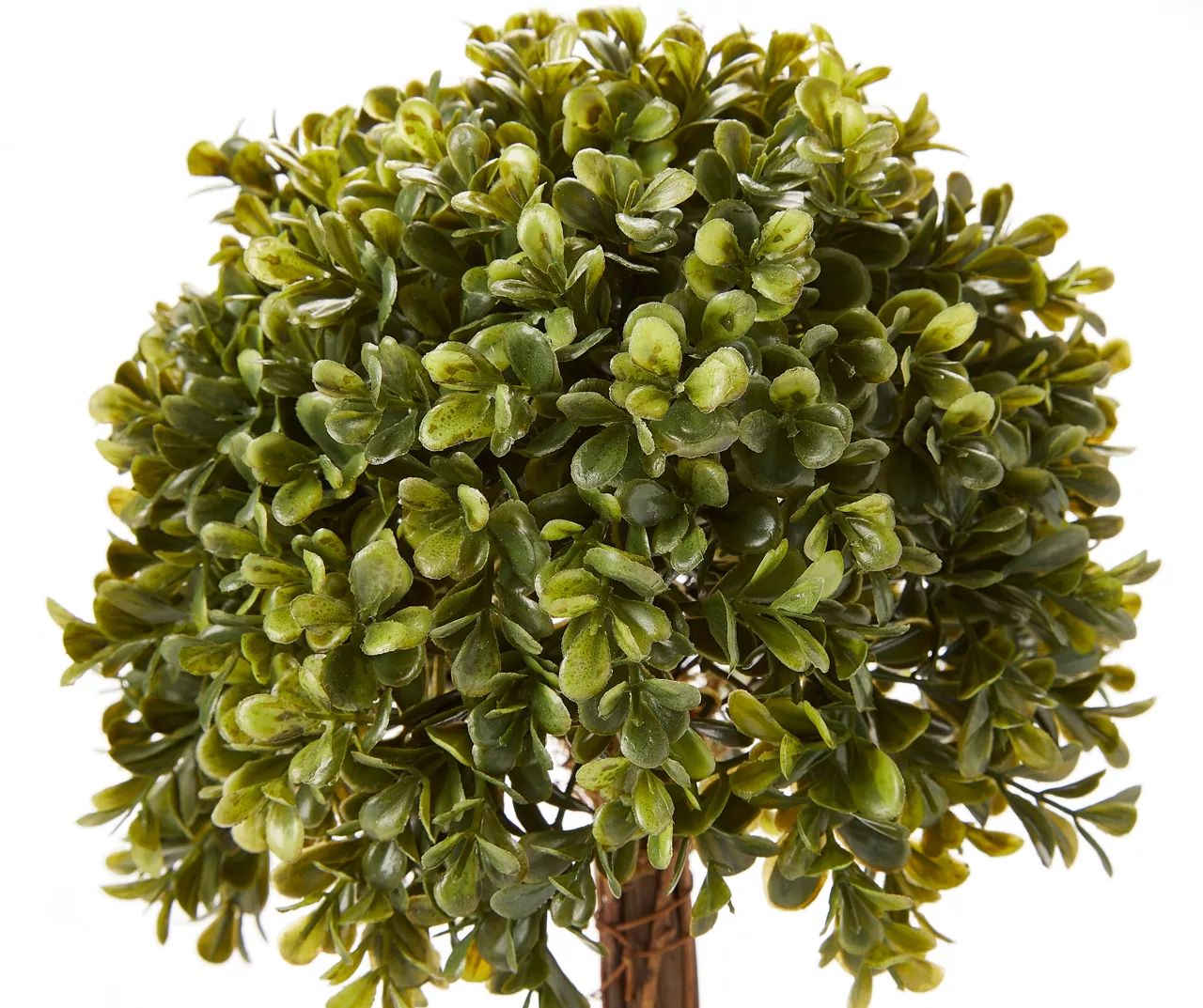 Topiary In Ceramic Pot 4 Topiary In Ceramic Pot - Image 2