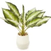 Zebra Plant In Ceramic Pot 2 Zebra Plant In Ceramic Pot -Finest Furniture Store 810509522