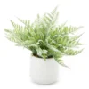 Fern In White Ceramic Pot -Finest Furniture Store 810544287
