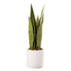 Wild Sedona Artificial Snake Plant With White Ceramic Pot -Finest Furniture Store 810604547 A0
